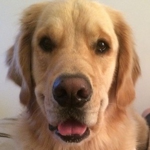 Team Page: Team Big Goose